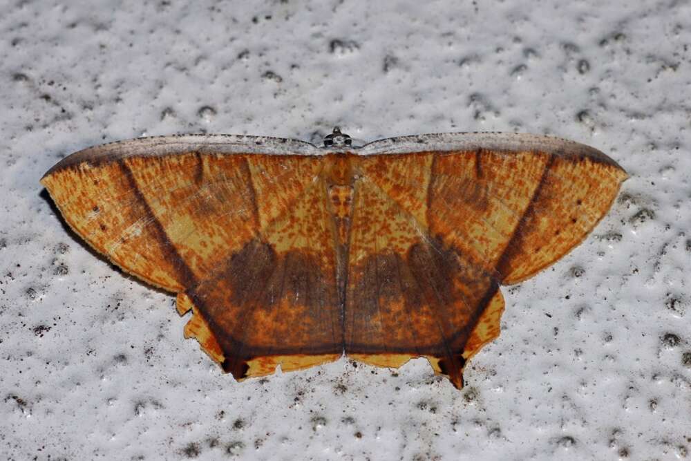 Image of Thinopteryx crocoptera Kollar 1844