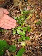 Image de Myosotis latifolia Poir.