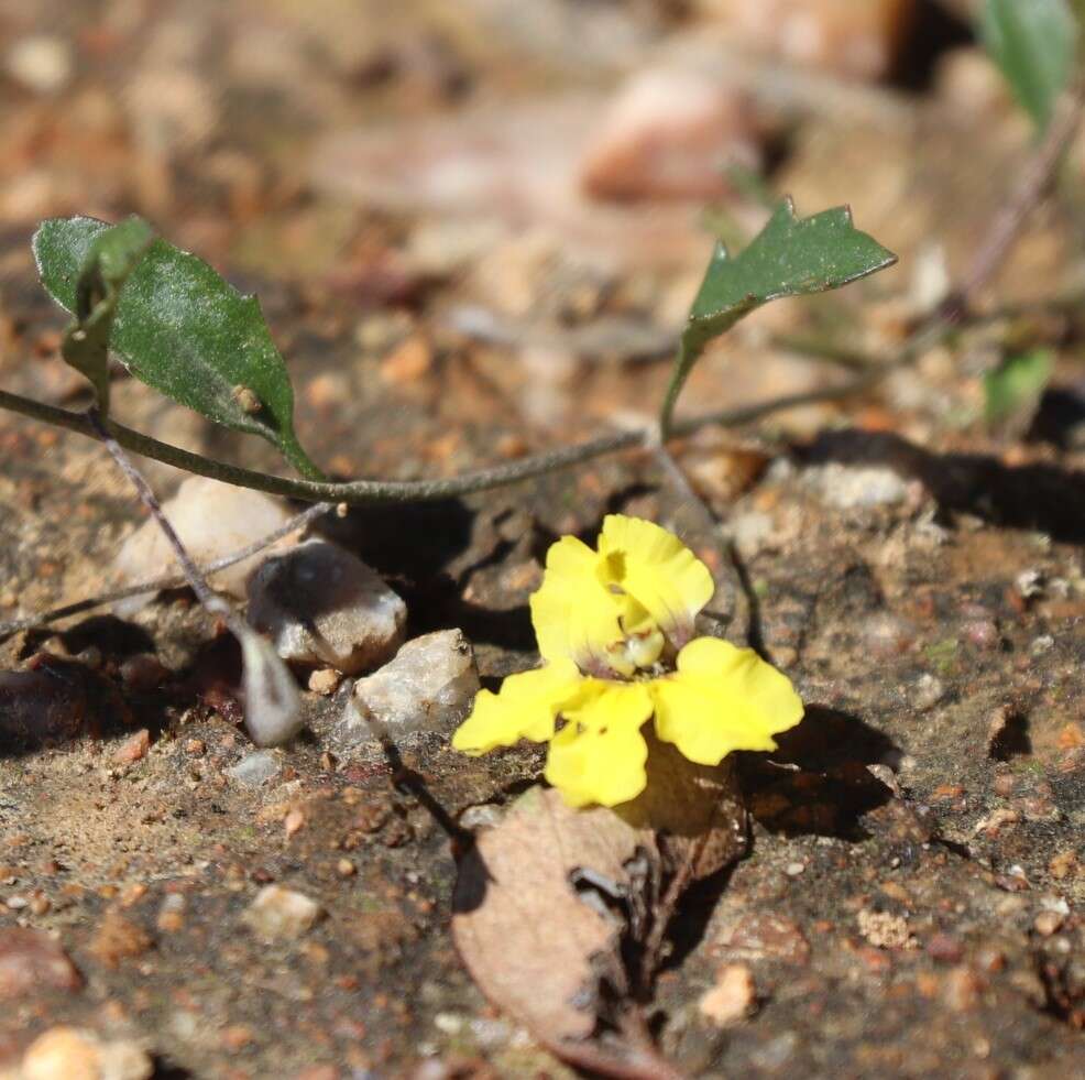 Image of Goodenia hederacea Sm.