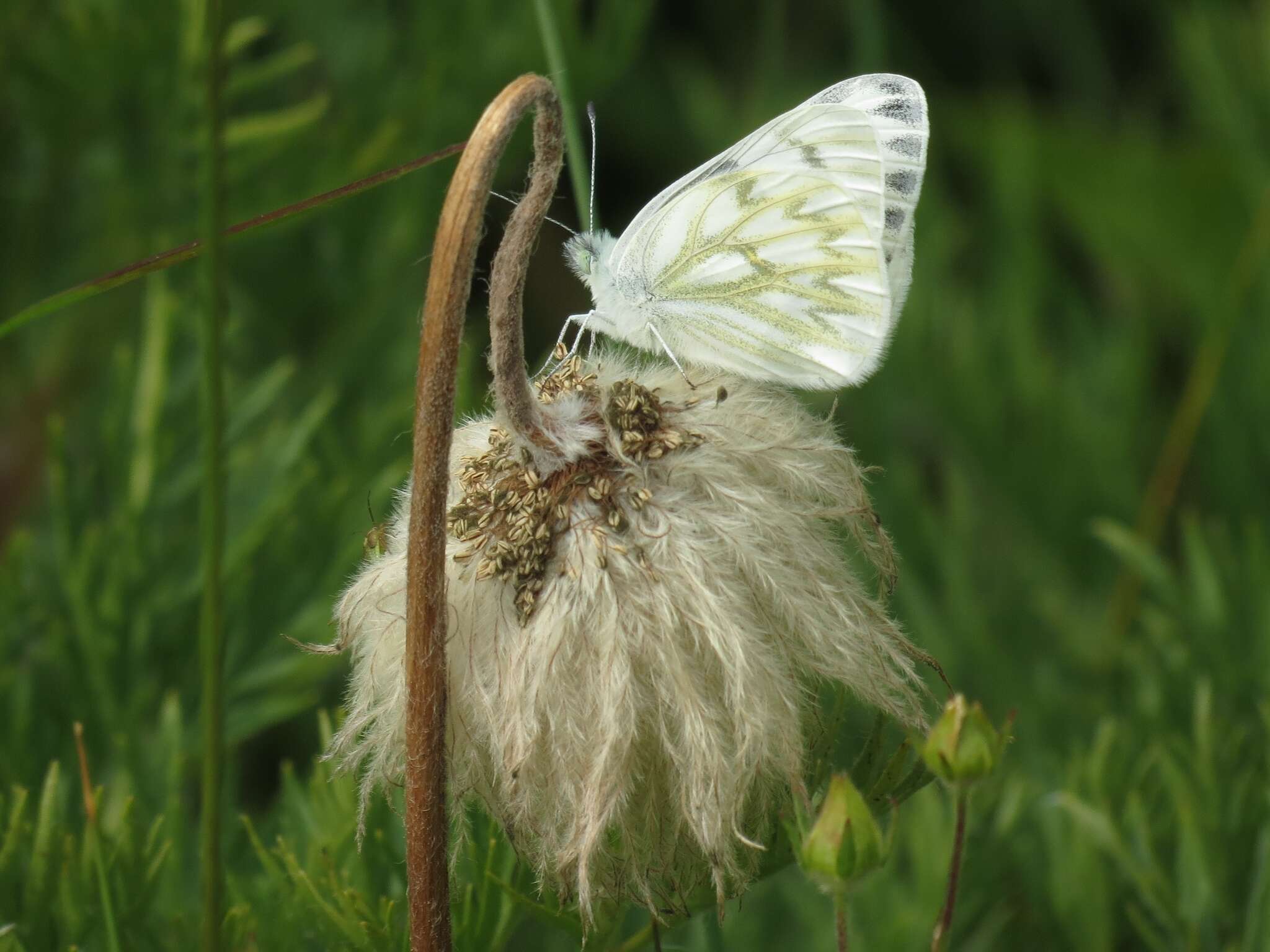 Image of Western White