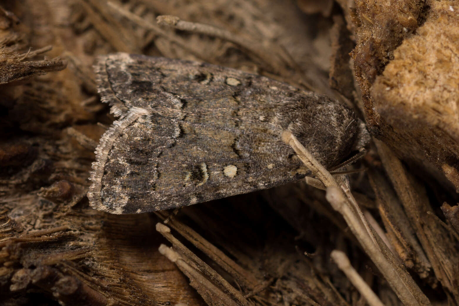 Image of Spodoptera cilium Guenée 1852