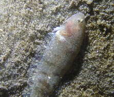 Image of California tonguefish