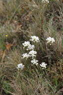Image of Noccaea macrantha (Lipsky) F. K. Mey.