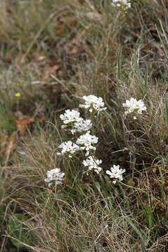 Image of Noccaea macrantha (Lipsky) F. K. Mey.