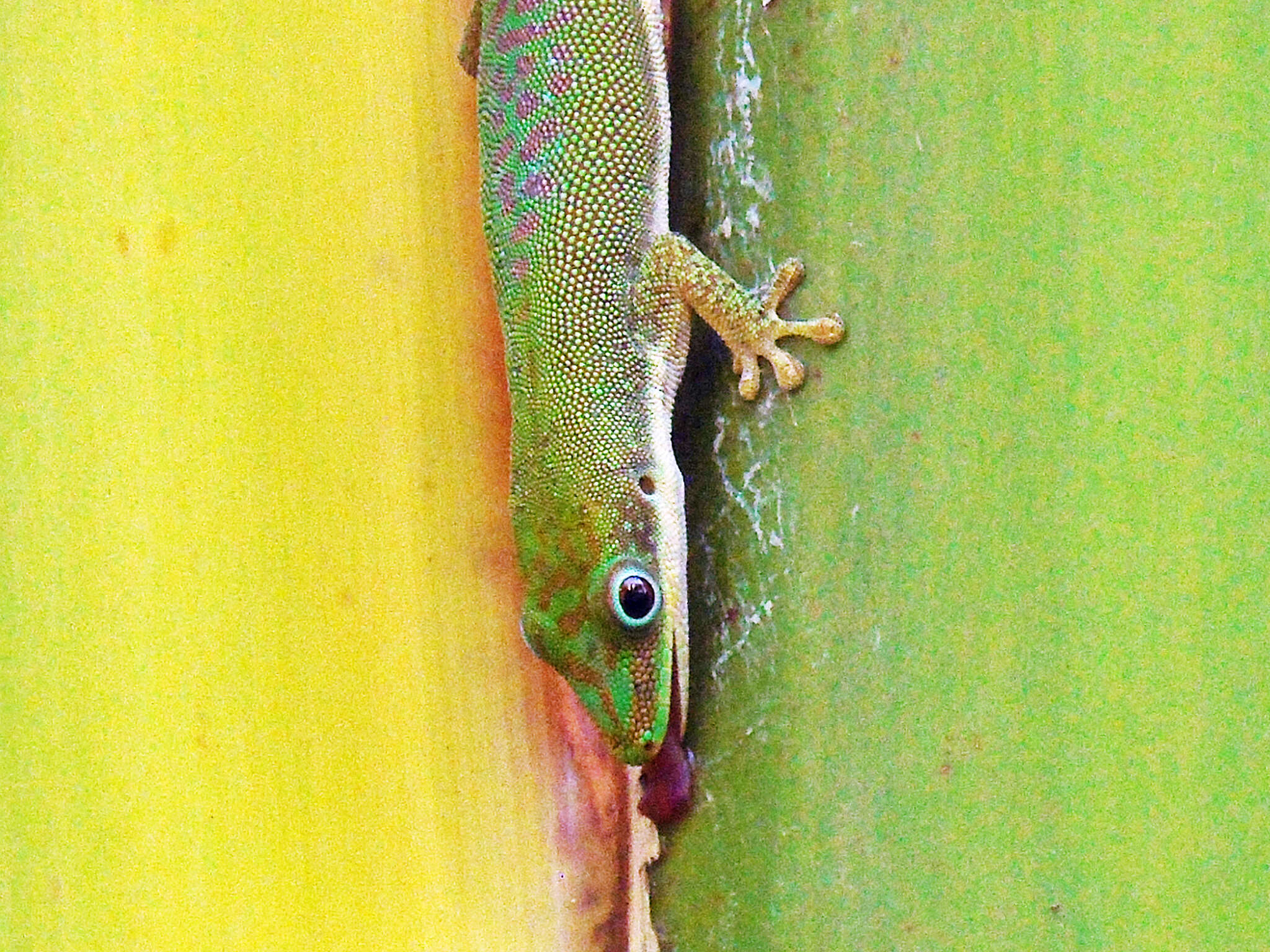 صورة Phelsuma dubia (Boettger 1881)