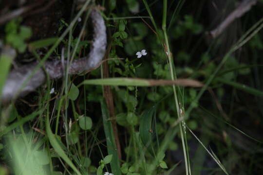 Image of Stylidium alsinoides R. Br.