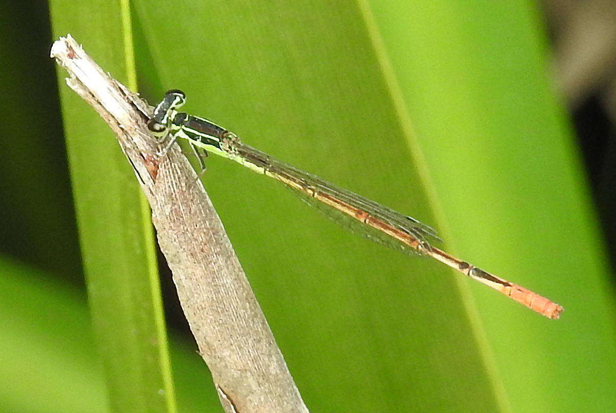 Sivun <i>Agriocnemis <i>falcifera</i></i> falcifera kuva