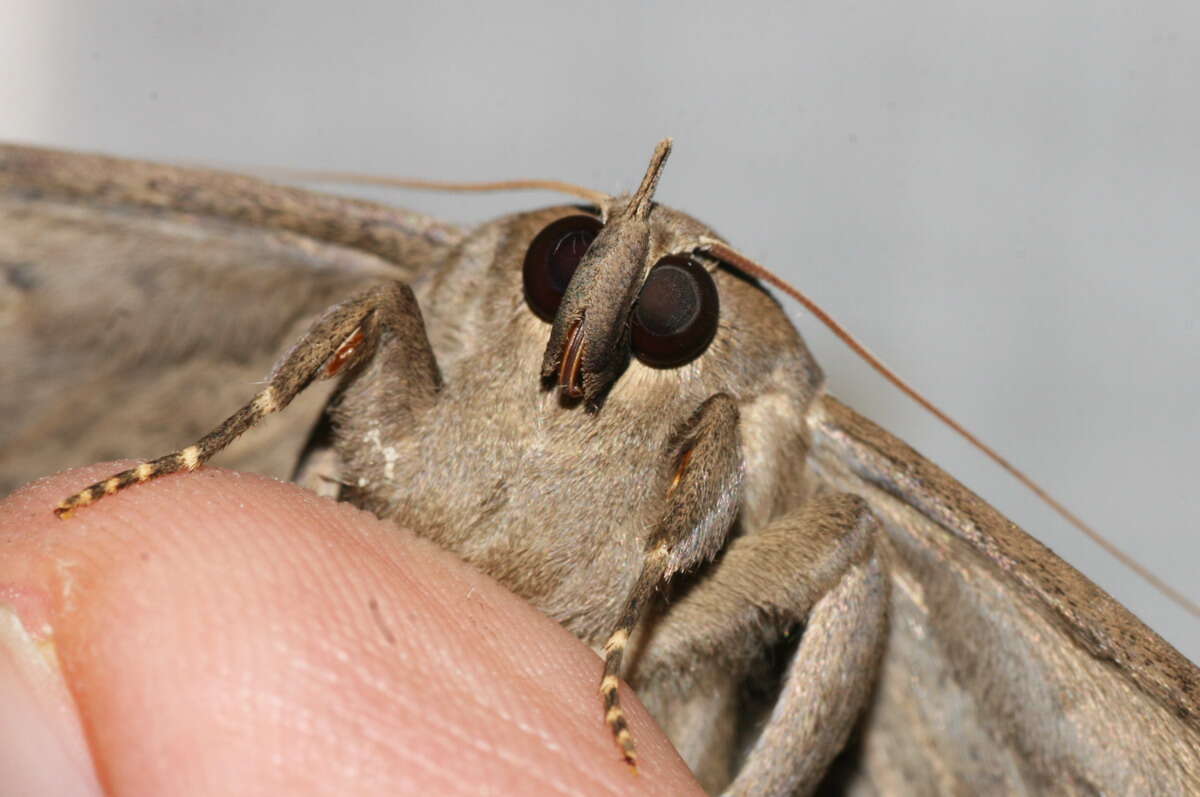 صورة Hulodes caranea Cramer 1780