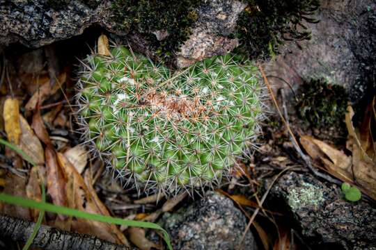 Image of Mammillaria standleyi (Britton & Rose) Orcutt