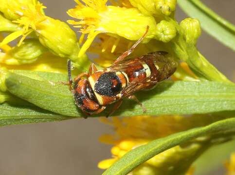 Слика од Euodynerus annulatus (Say 1824)
