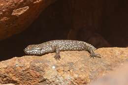 Image of Gidgee Skink