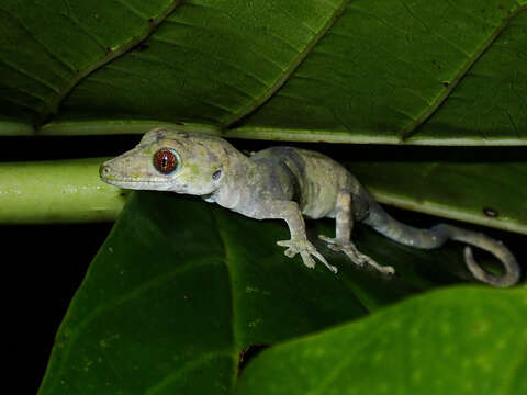 Image de Pseudogekko compresicorpus (Taylor 1915)