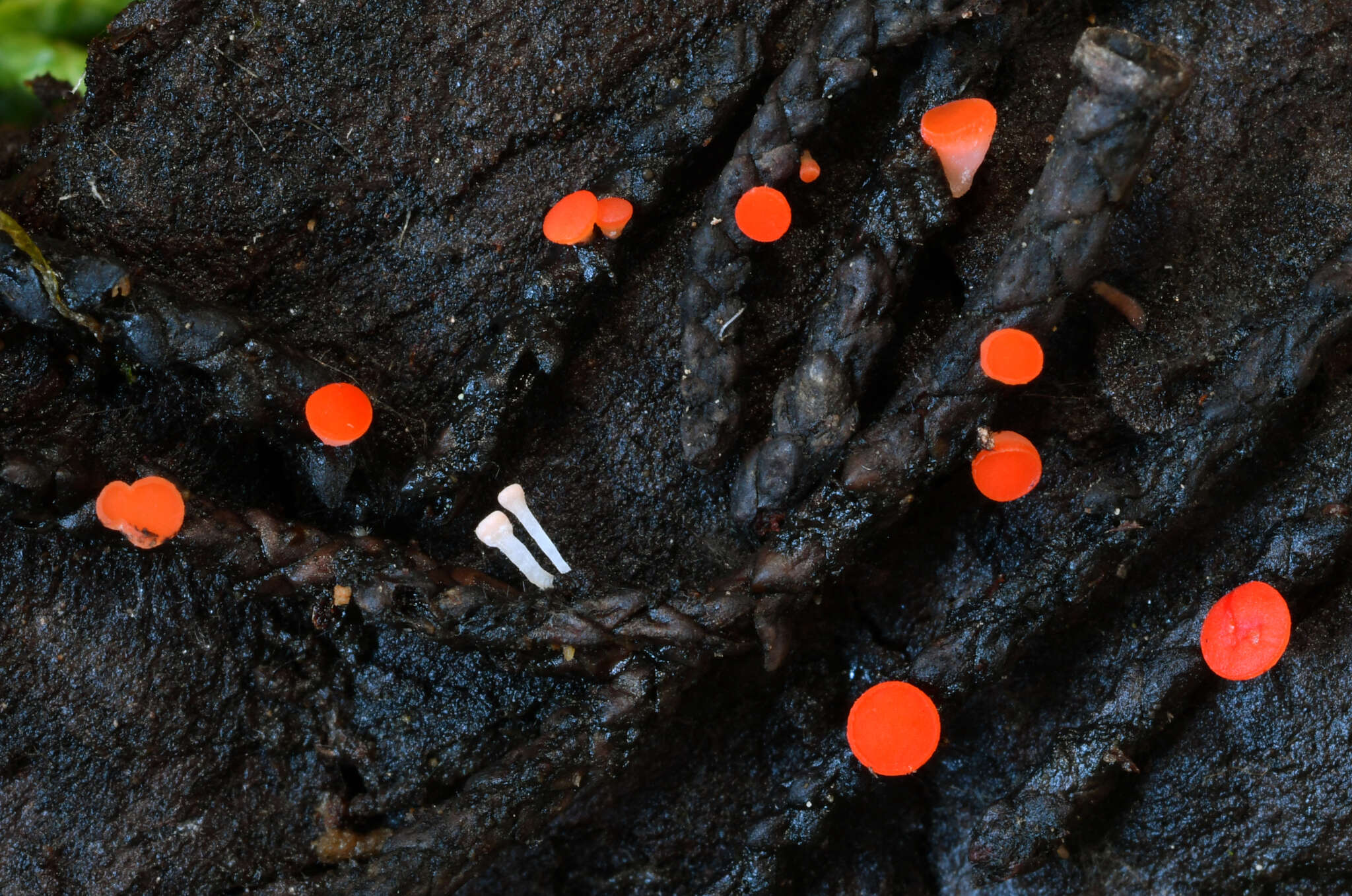 Plancia ëd Pseudopithyella minuscula (Boud. & Torrend) Seaver 1928