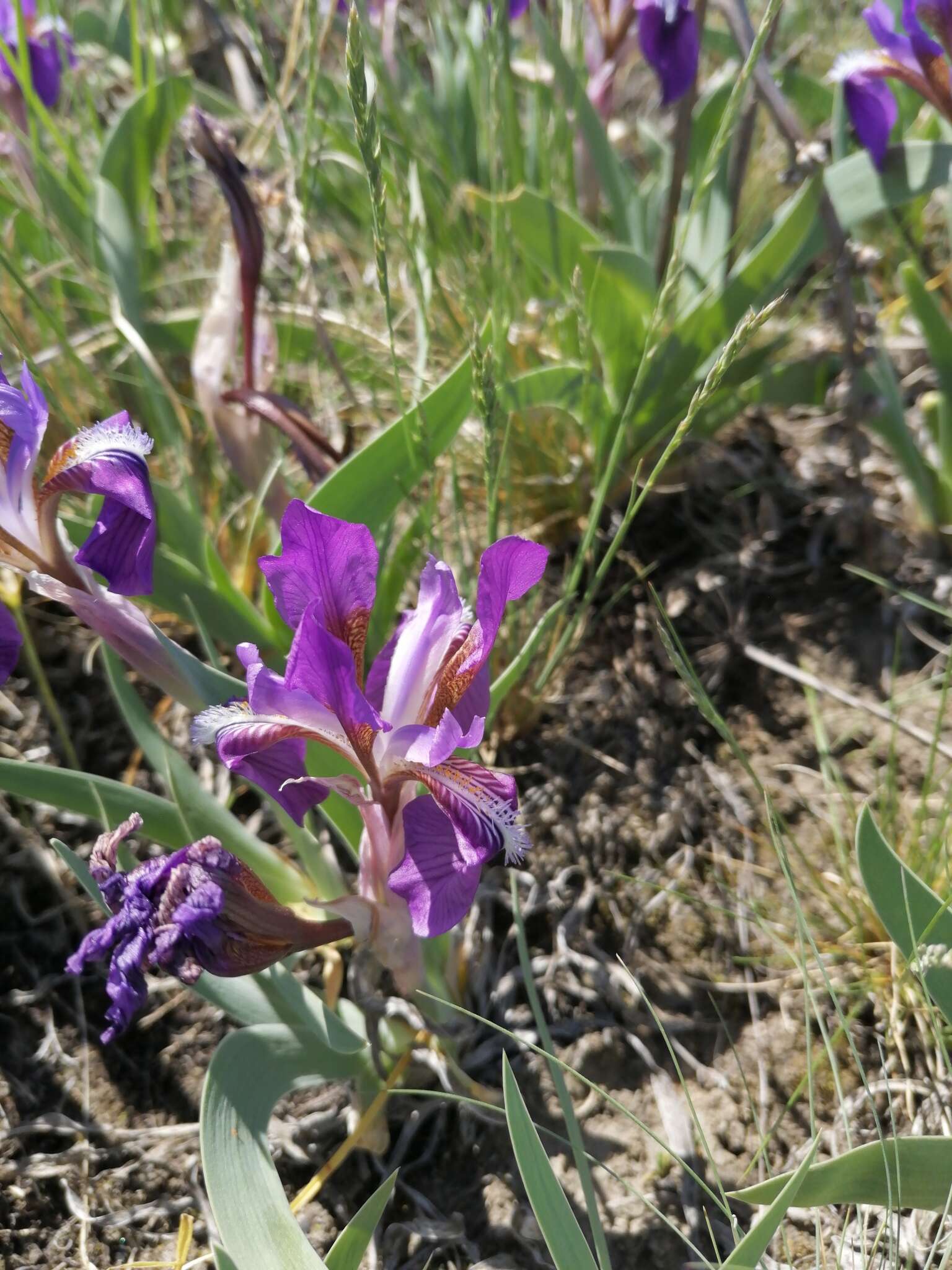 Image of Iris glaucescens Bunge