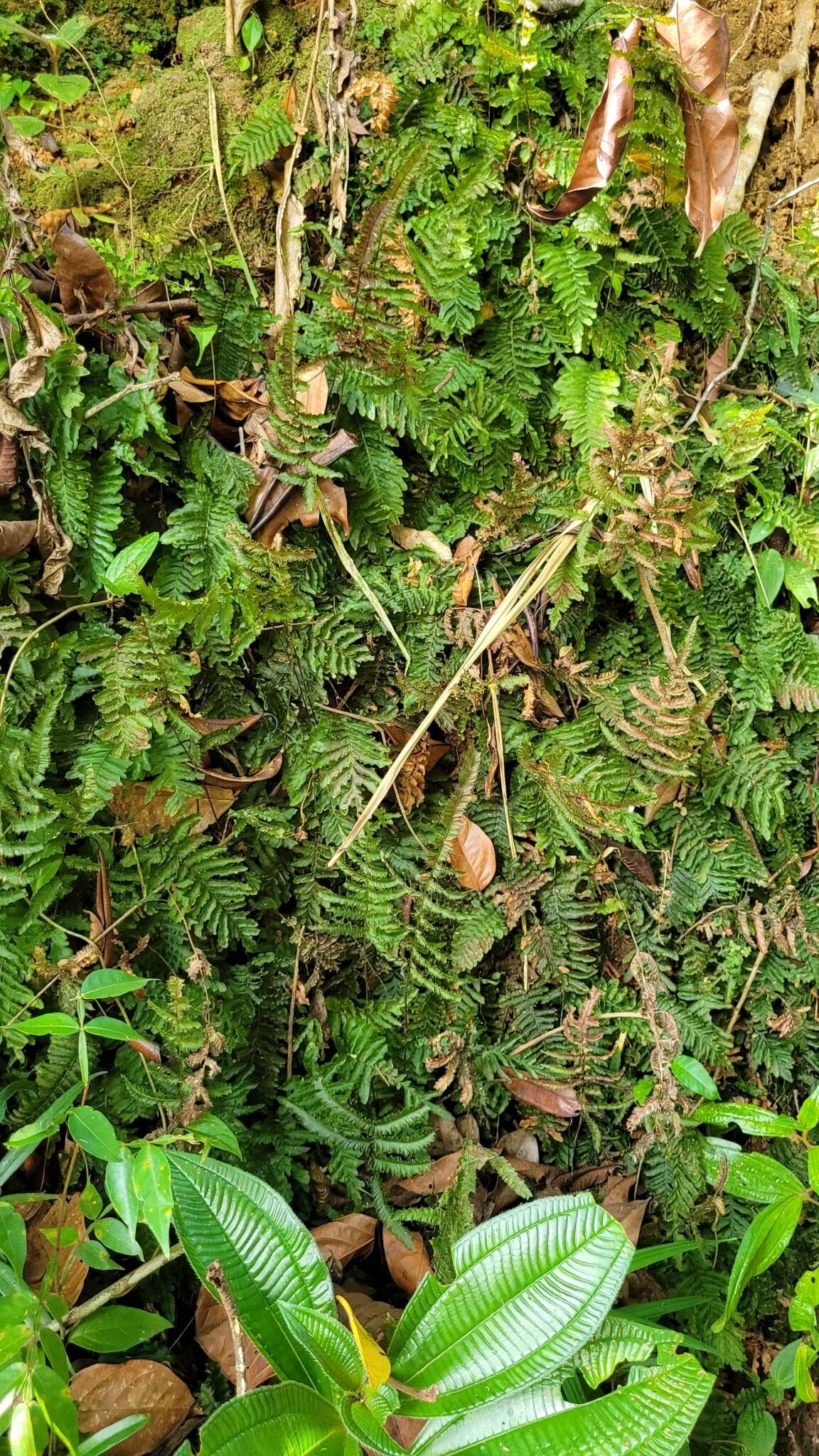 Image of tansy bristle fern