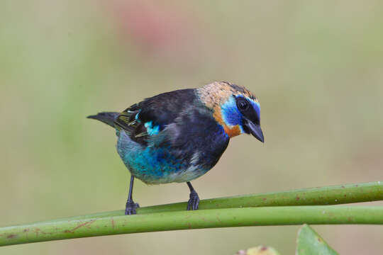 Stilpnia larvata (Du Bus de Gisignies 1846) resmi