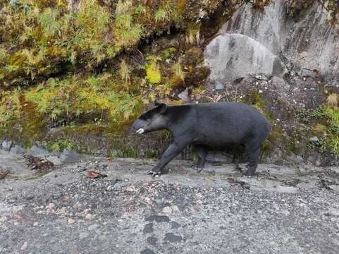 Image of Andean Tapir