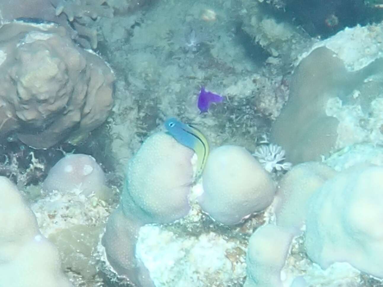 Image of Blackline Fangblenny