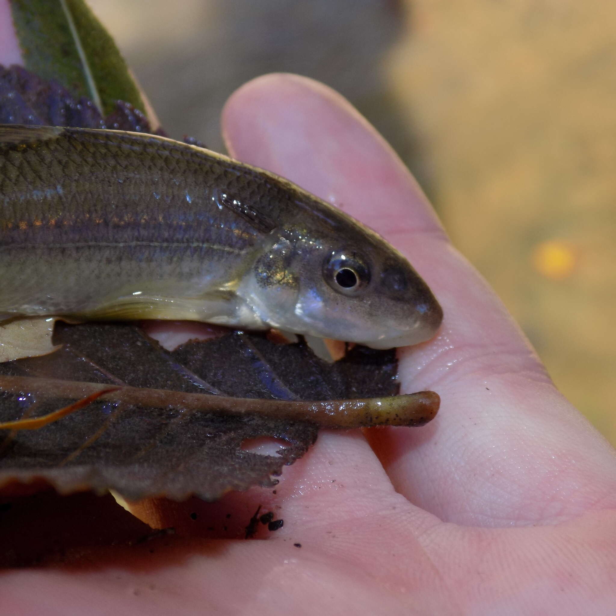 Image of Suckermouth Minnow