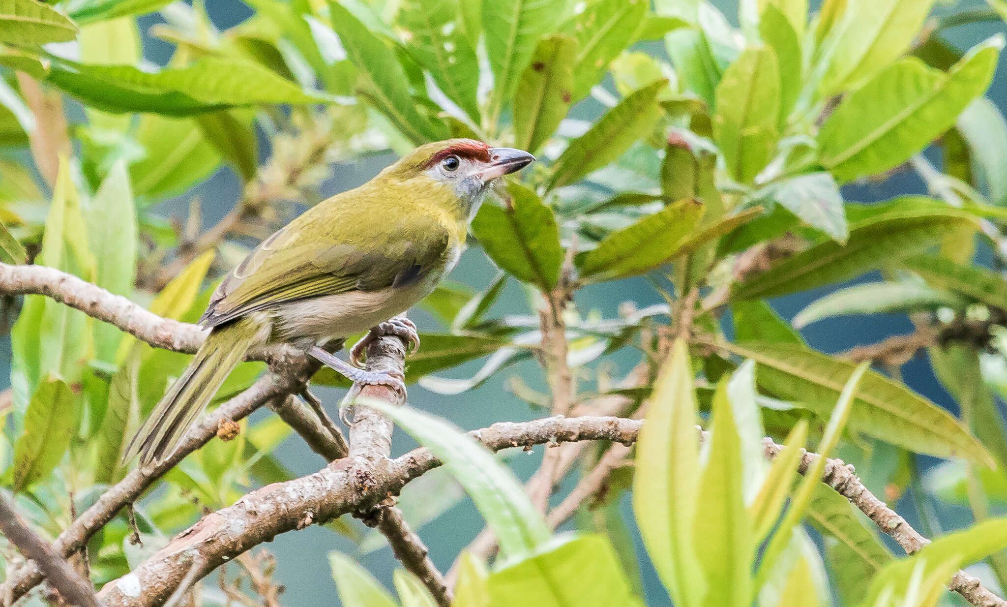 Plancia ëd Cyclarhis nigrirostris Lafresnaye 1842