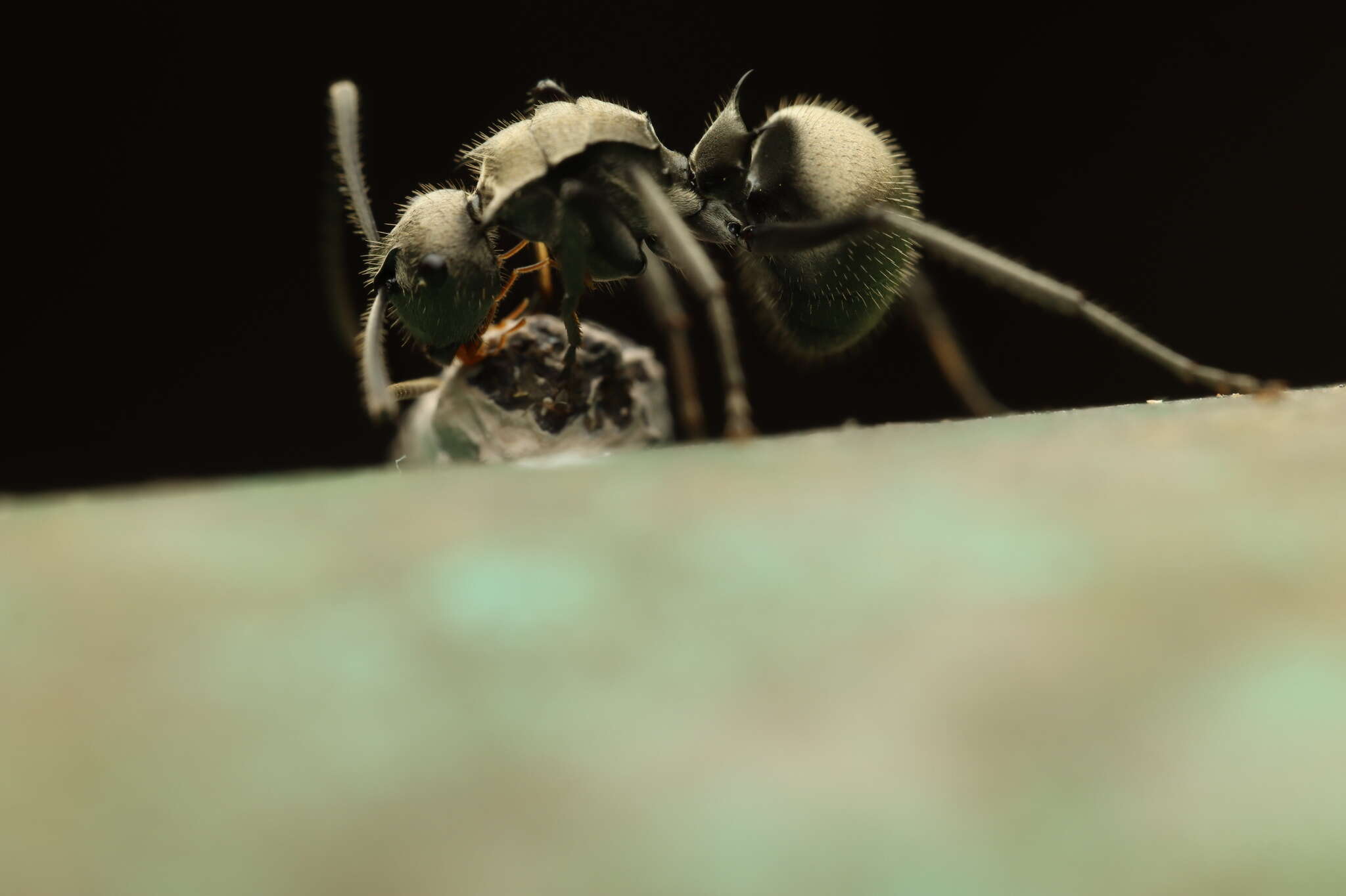 Image of Polyrhachis illaudata Walker 1859