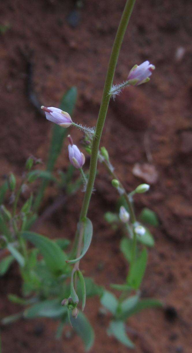 Heliophila gariepina Schltr. resmi