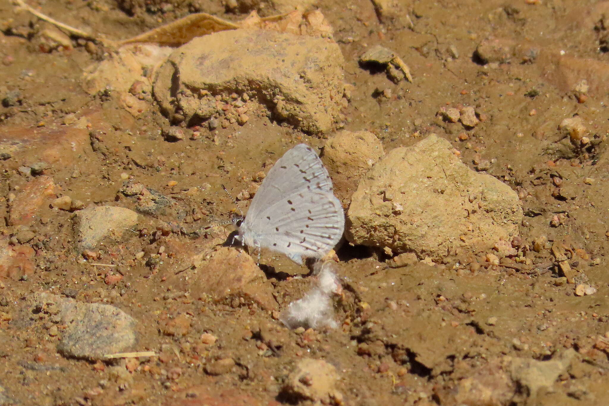 Image of <i>Celastrina humulus</i>