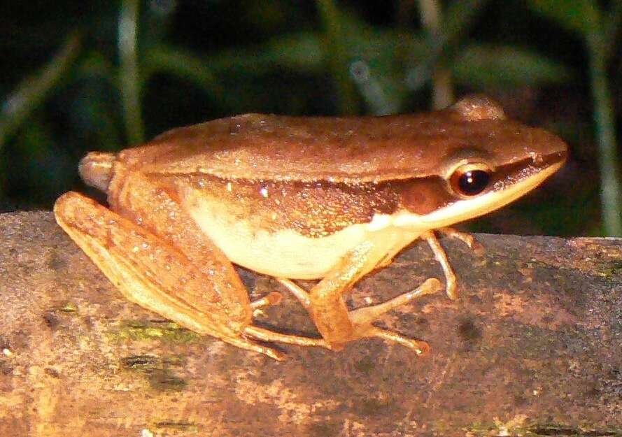 Image of Trivandrum frog