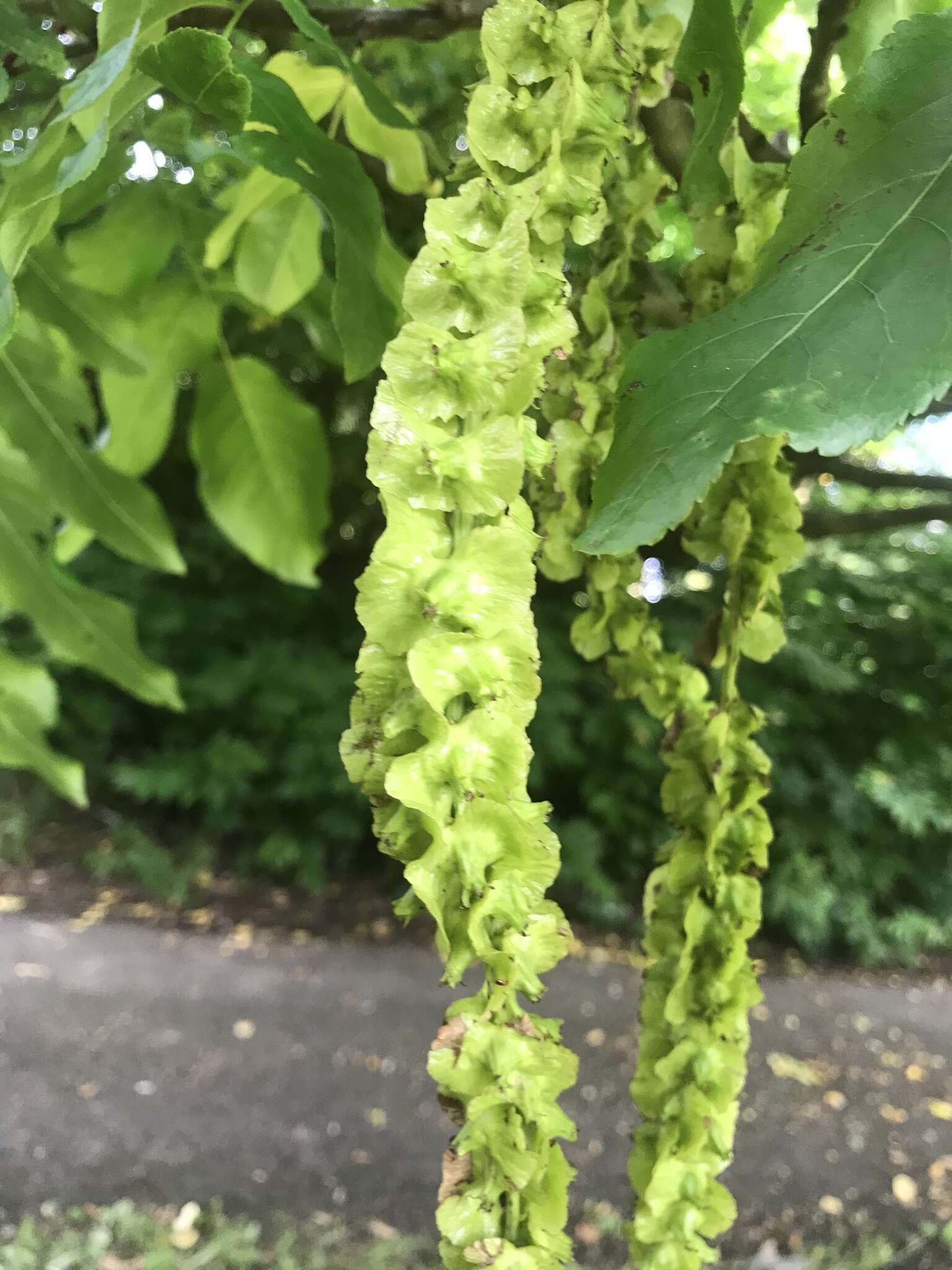 Image of Caucasian Wingnut