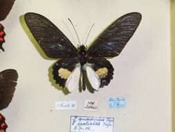 Image of Parides quadratus (Staudinger 1890)