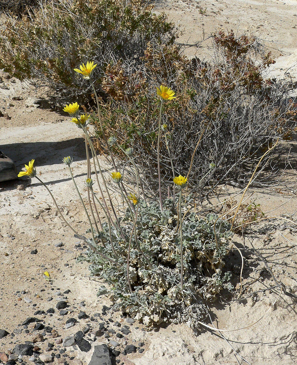 Image of nakedstem sunray