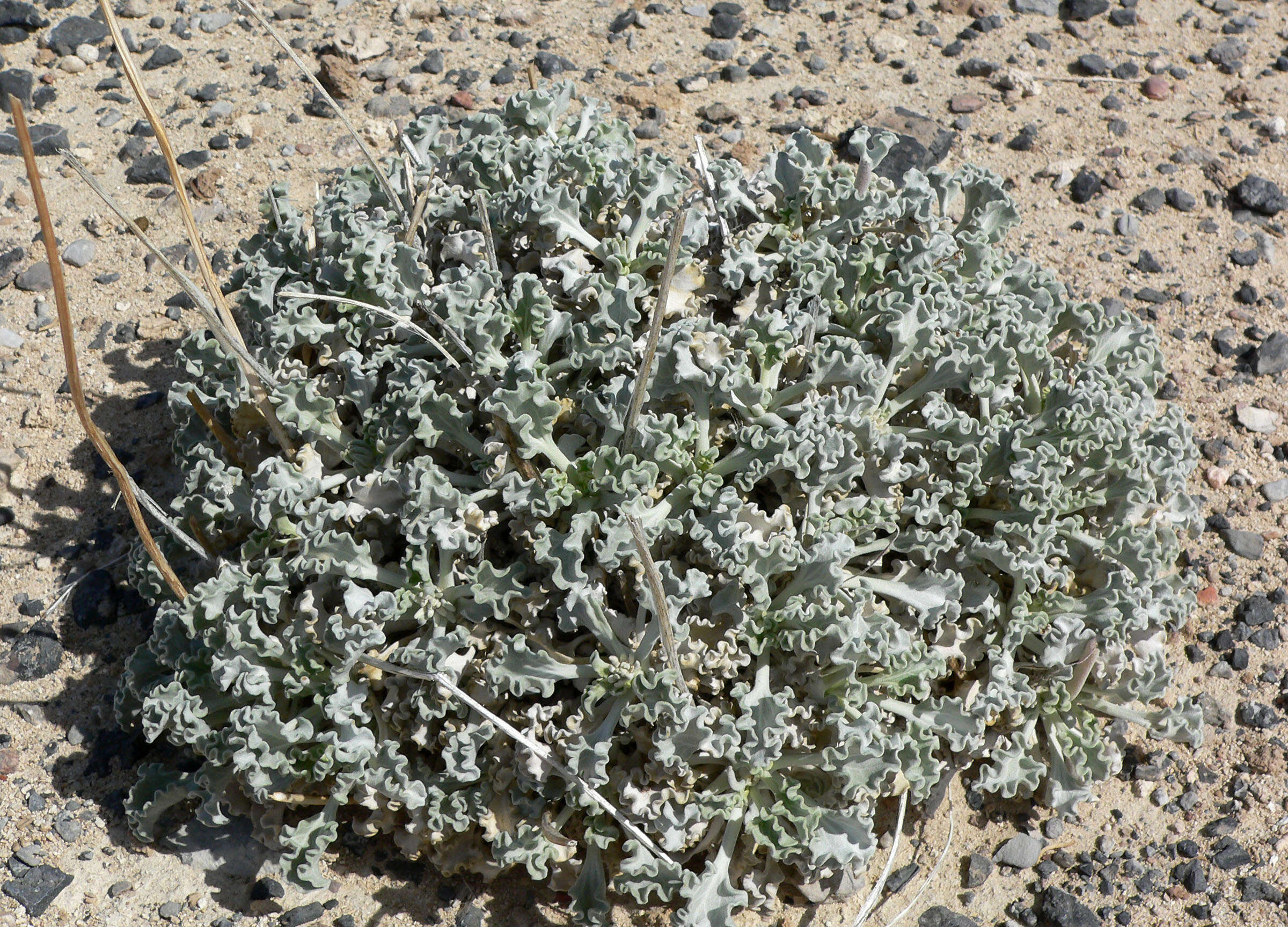 Image of nakedstem sunray