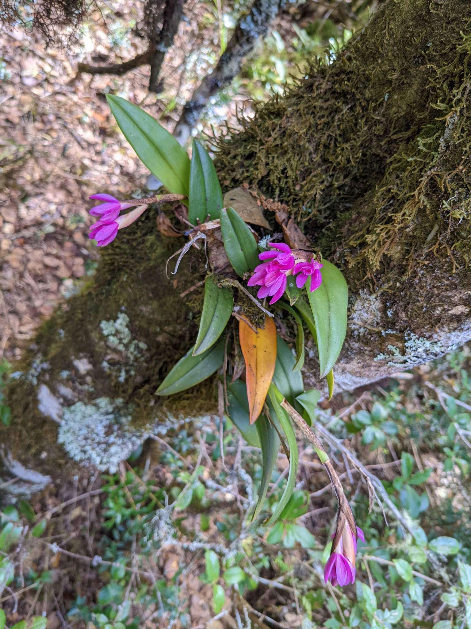 Image of Epidendrum paucifolium Schltr.