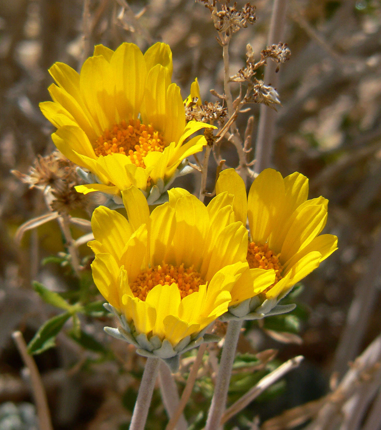 صورة Enceliopsis nudicaulis (A. Gray) A. Nels.