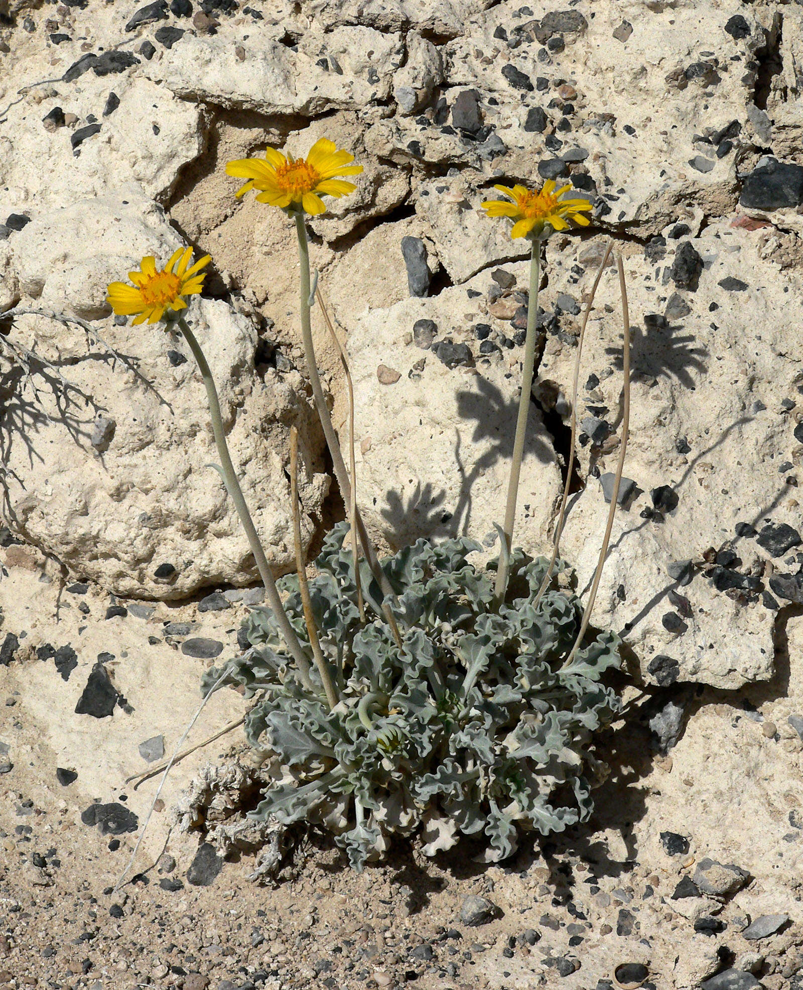 Image of nakedstem sunray