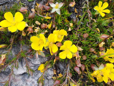 Image of Hibbertia procumbens (Labill.) DC.