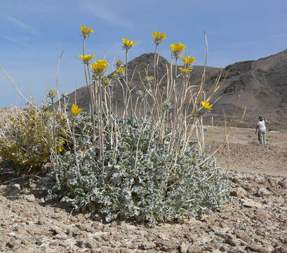 Image of nakedstem sunray