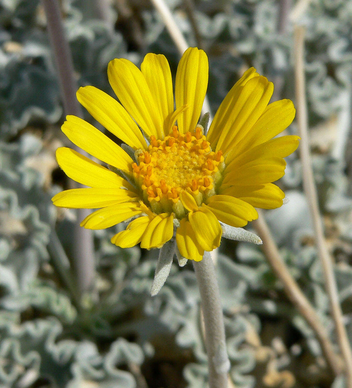 صورة Enceliopsis nudicaulis (A. Gray) A. Nels.