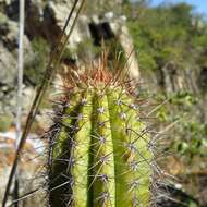 Imagem de Pilosocereus machrisii (E. Y. Dawson) Backeb.