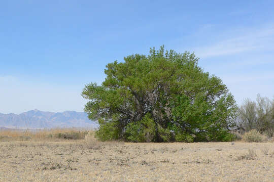 Imagem de Fraxinus velutina Torr.