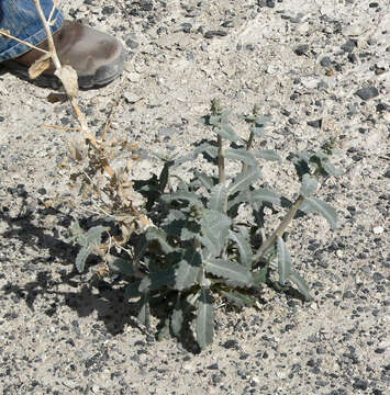 Image of Ash Meadows blazingstar