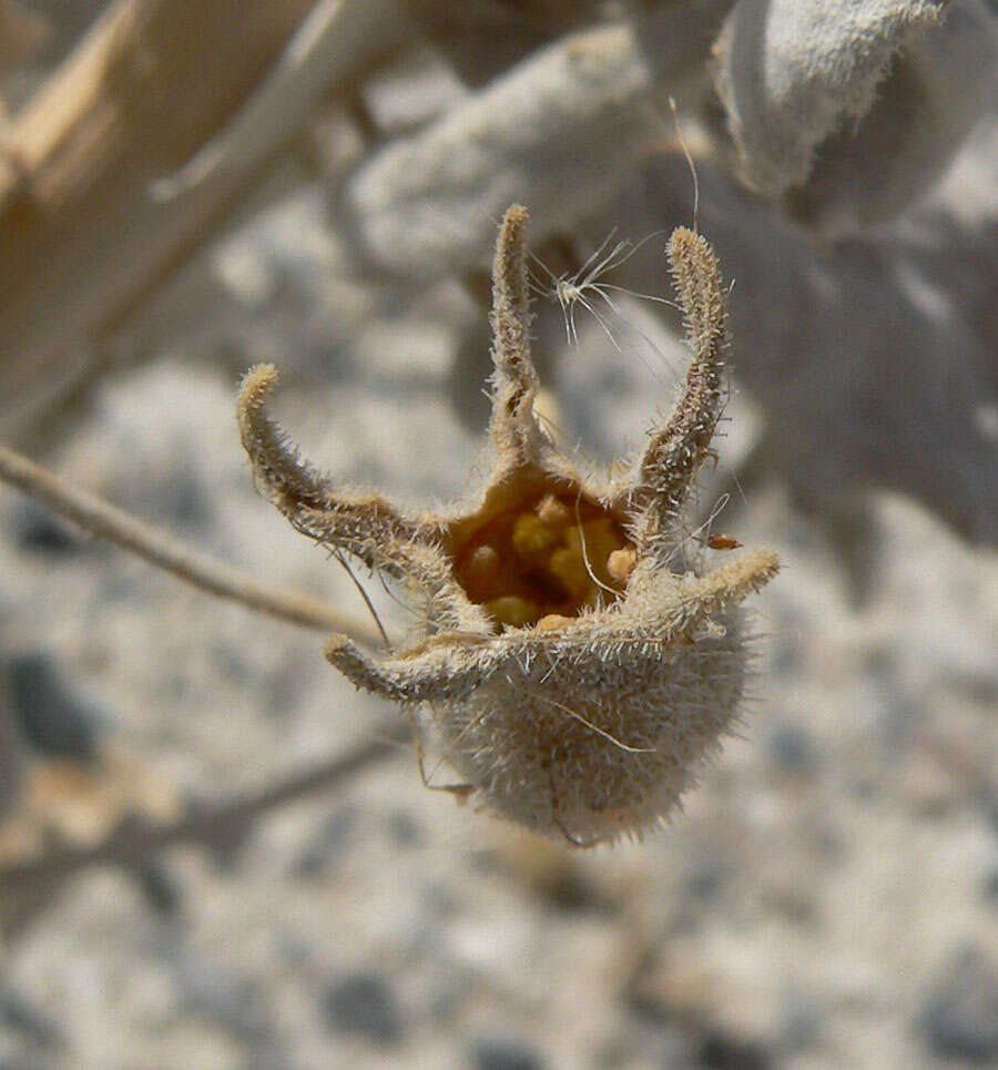 Image of Ash Meadows blazingstar