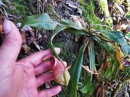 Image of Nepenthes albomarginata T. Lobb ex Lindl.