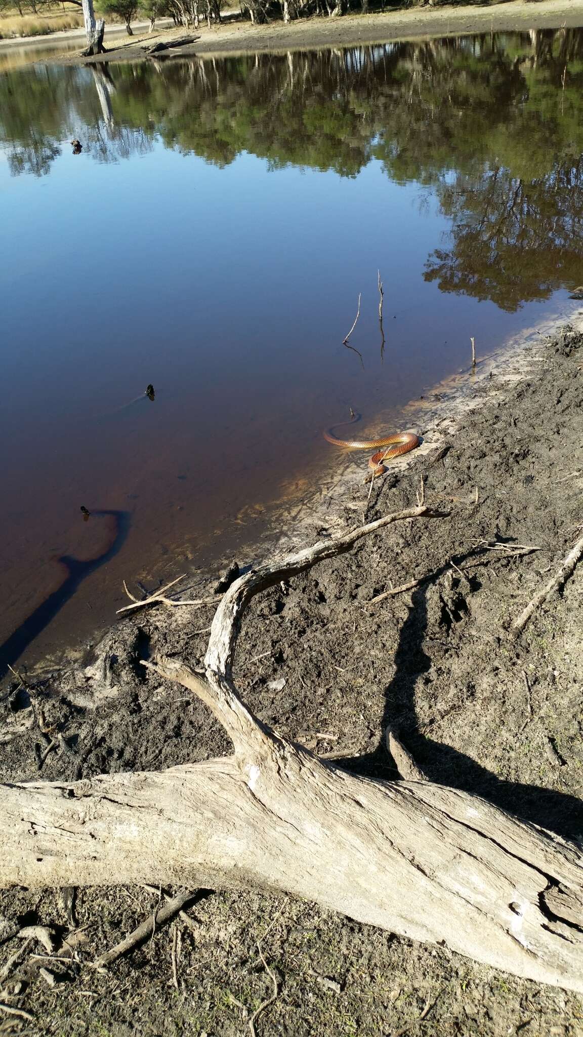 Image of Lowland copperhead