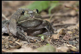 Слика од Lithobates catesbeianus (Shaw 1802)