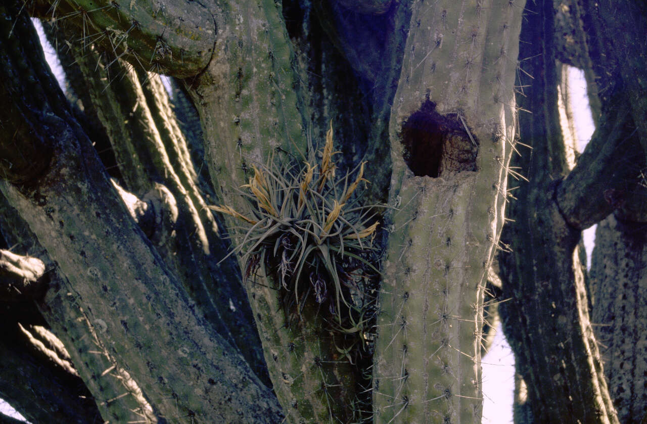 Image of Toothpick Cactus