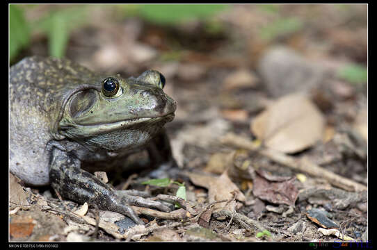 Image of American Bullfrog