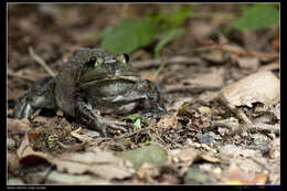 Image of American Bullfrog
