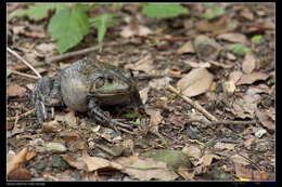 Слика од Lithobates catesbeianus (Shaw 1802)