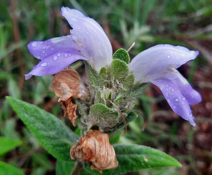 Image de Justicia chrysotrichoma Pohl ex Nees